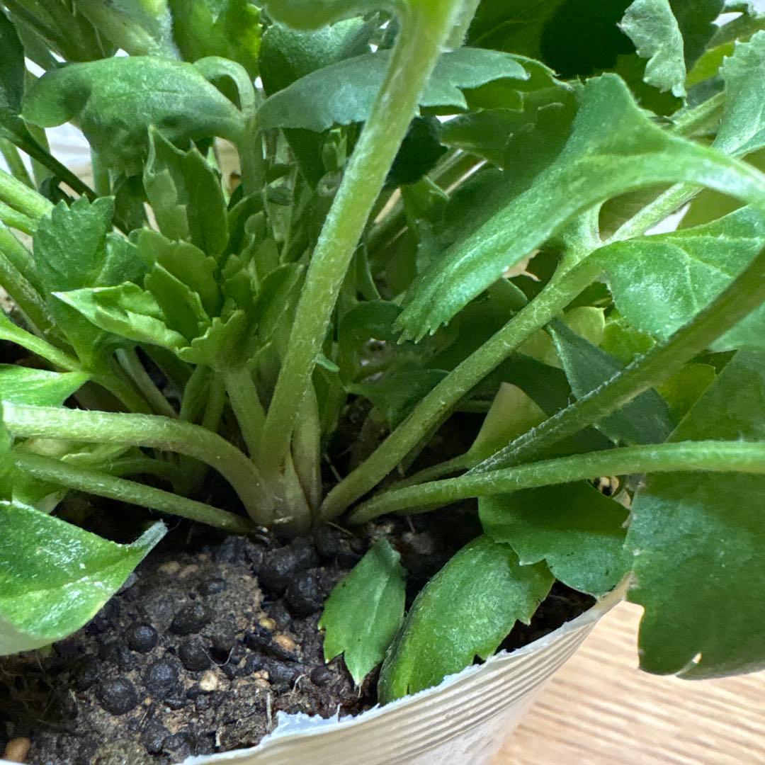 現品】ラナンキュラス♡綾園芸♡イカロスローズピンク♡3.5号ロング