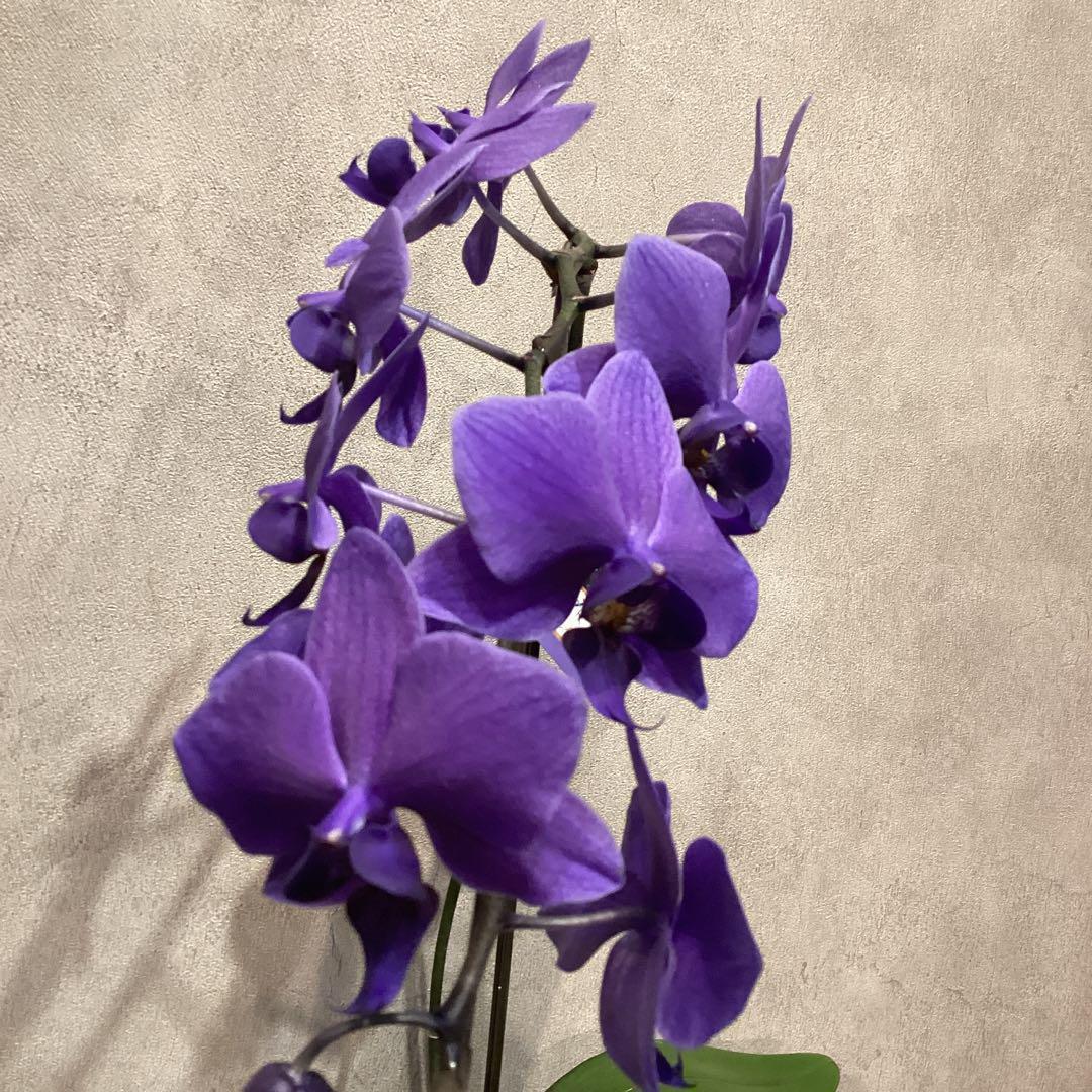 入荷少なめです❗️超希少❗️胡蝶蘭❤️ブルージーン 1本立 - メルカリ
