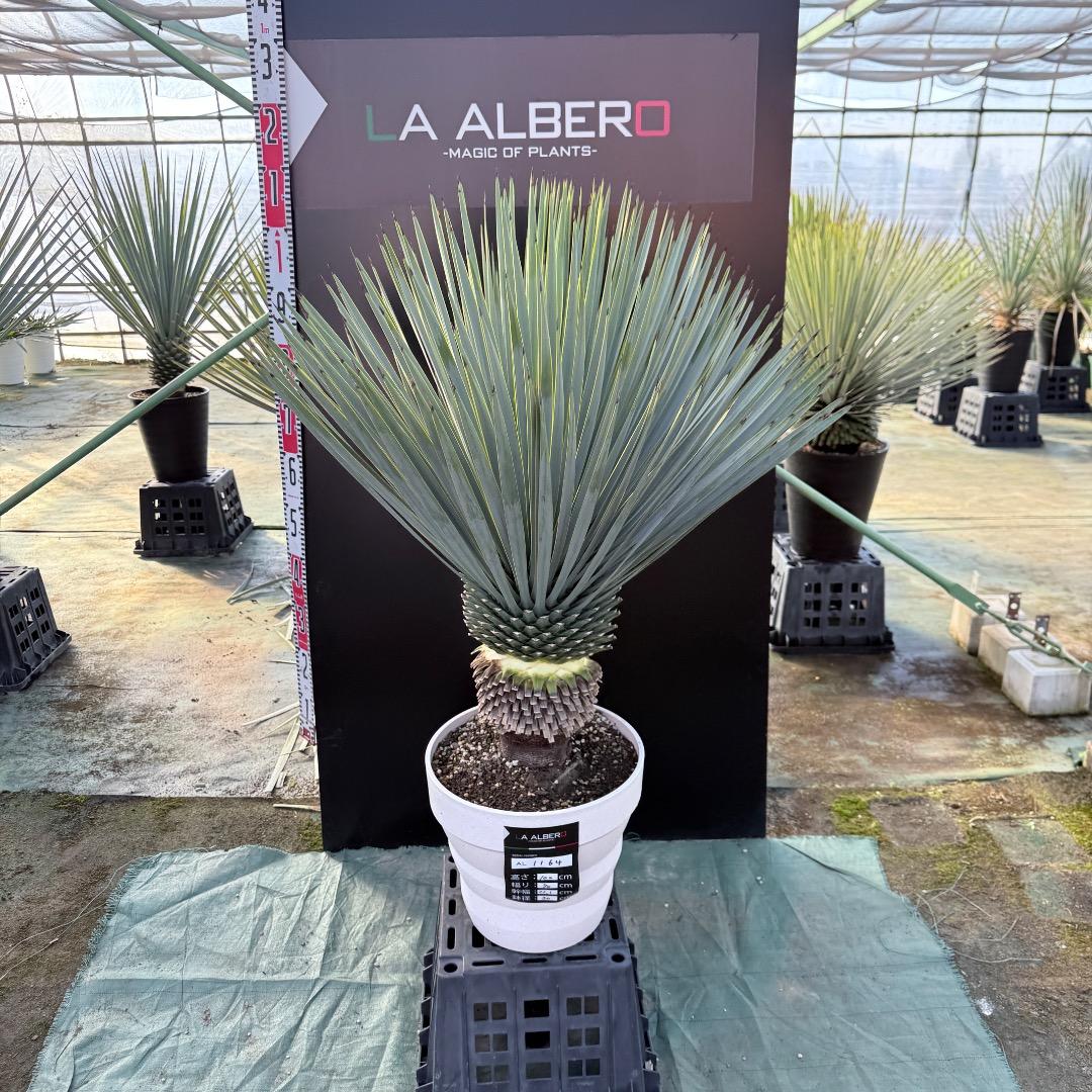 AL1164】ユッカ ロストラータ - メルカリ