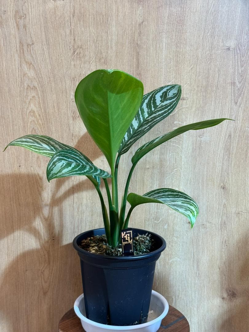 アグラオネマ 二ティドゥーム カーティシー 管理番号0011 - その他観葉