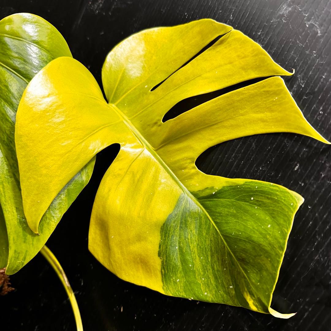 メ*1様 斑入りモンステラボルシギアナオーレア黄斑4号鉢植え49cm発