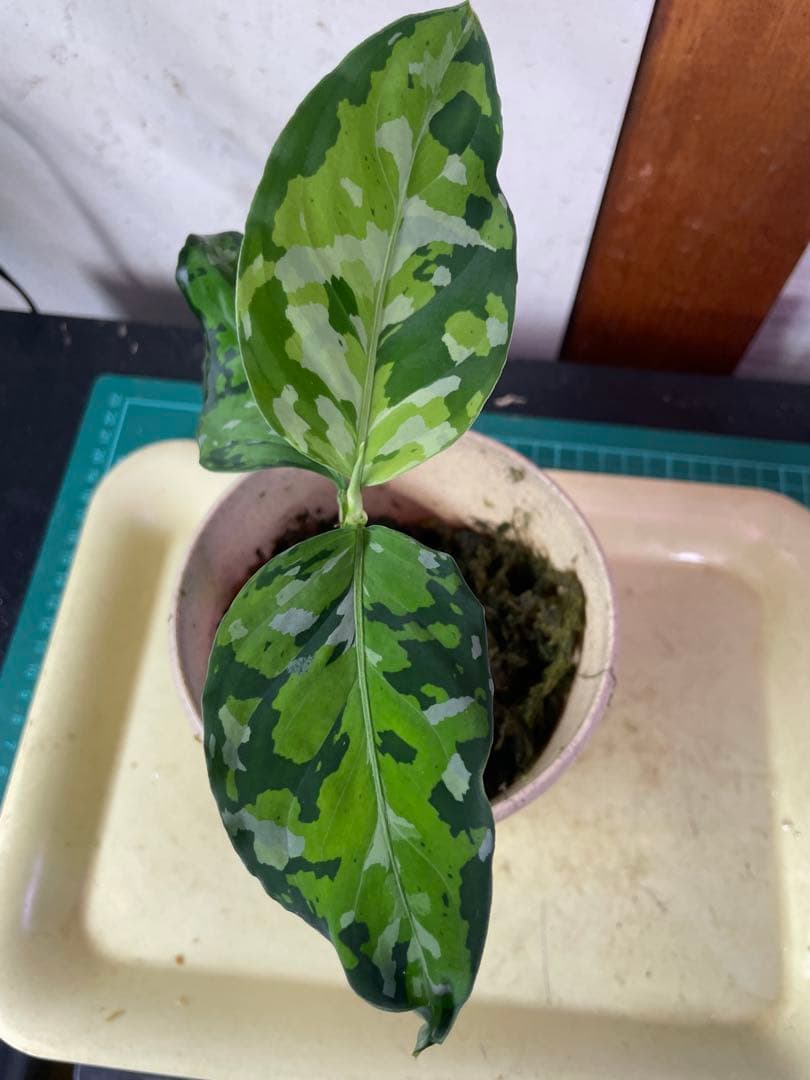 ☆ アグラオネマ アンダマン諸島 ポートブレア 北部地域　出射便 　黄6 ☆