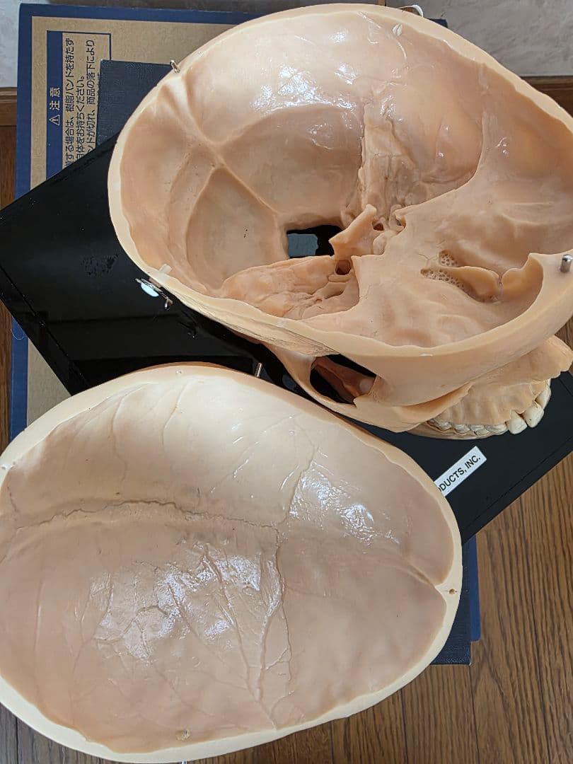 NISSIN DENTAL PRODUCTS 頭蓋骨模型 アンティーク ガイコツ - メルカリ