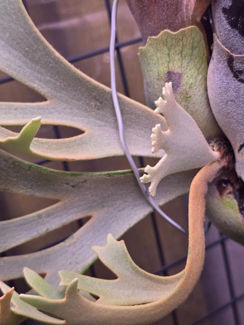 P. willinckii 'nano' pup 所有株OC - メルカリ