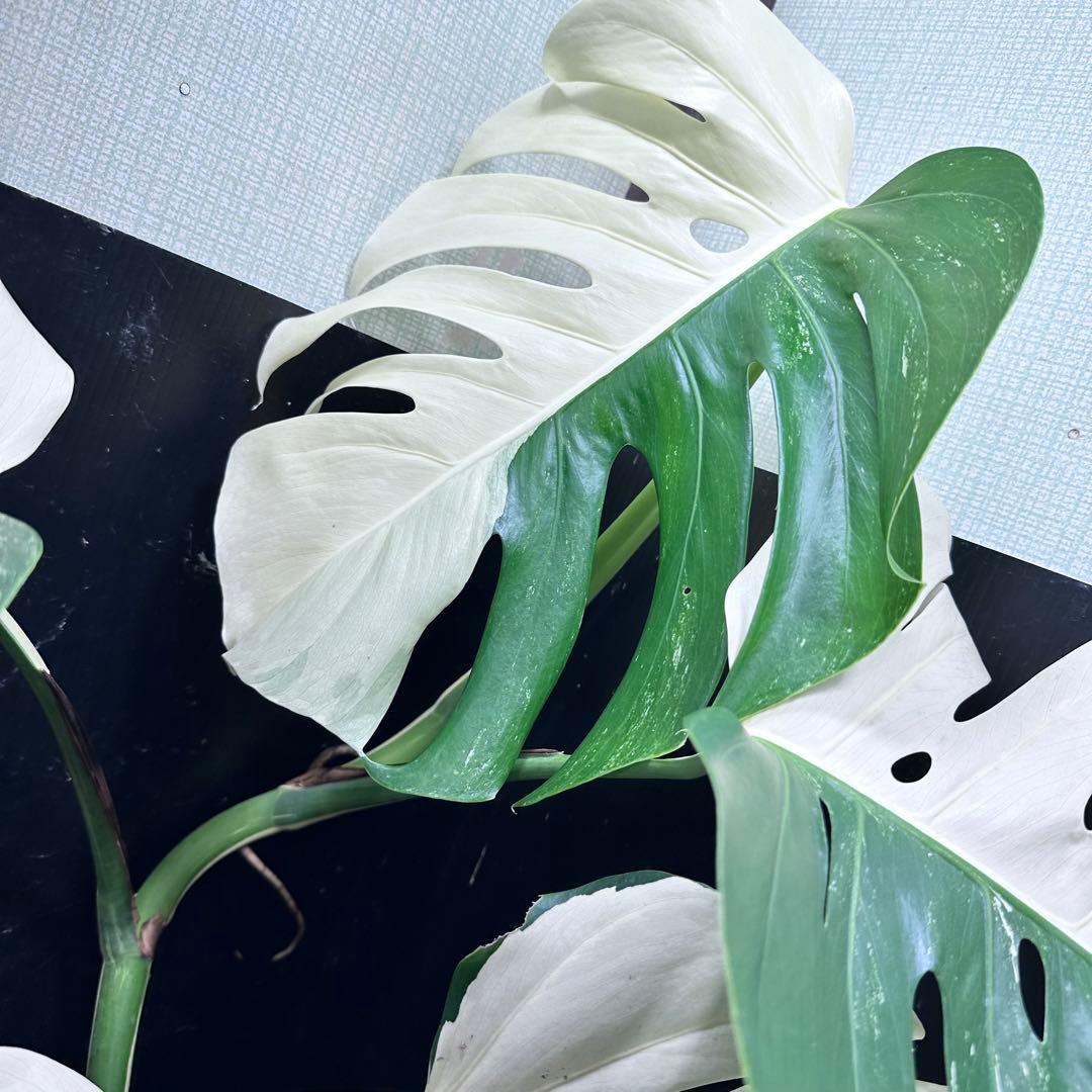 モンステラ斑入りハーフムーンホワイトタイガー極美斑入り 83cm