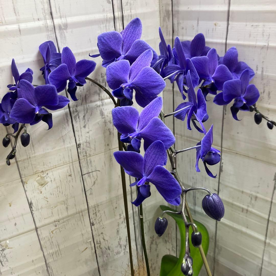 ⑤正規品　希少品種　胡蝶蘭　コチョウラン　ファレノプシス　ブルージーン　パープル ⑥正規品 希少品種 胡蝶蘭 コチョウラン ファレノプシス ブルージーン