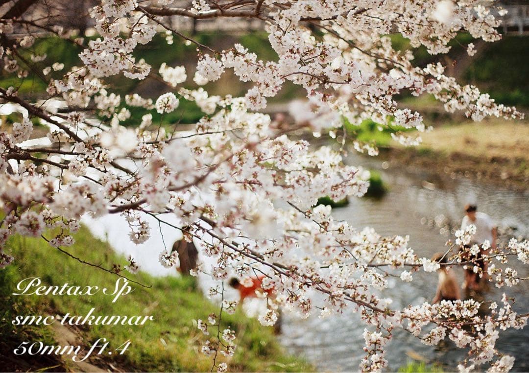 ☆完動品＊美品☆pentax sp☆smc f1.4☆初期保証＊作例必見 - メルカリ