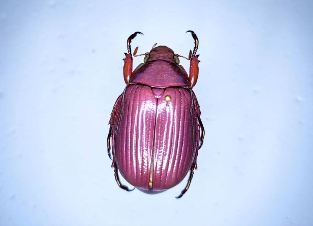 昆虫標本　コガネムシ 令和5年 コガネムシの標本③】7月・8月採集 | テントモソの虫ブログ