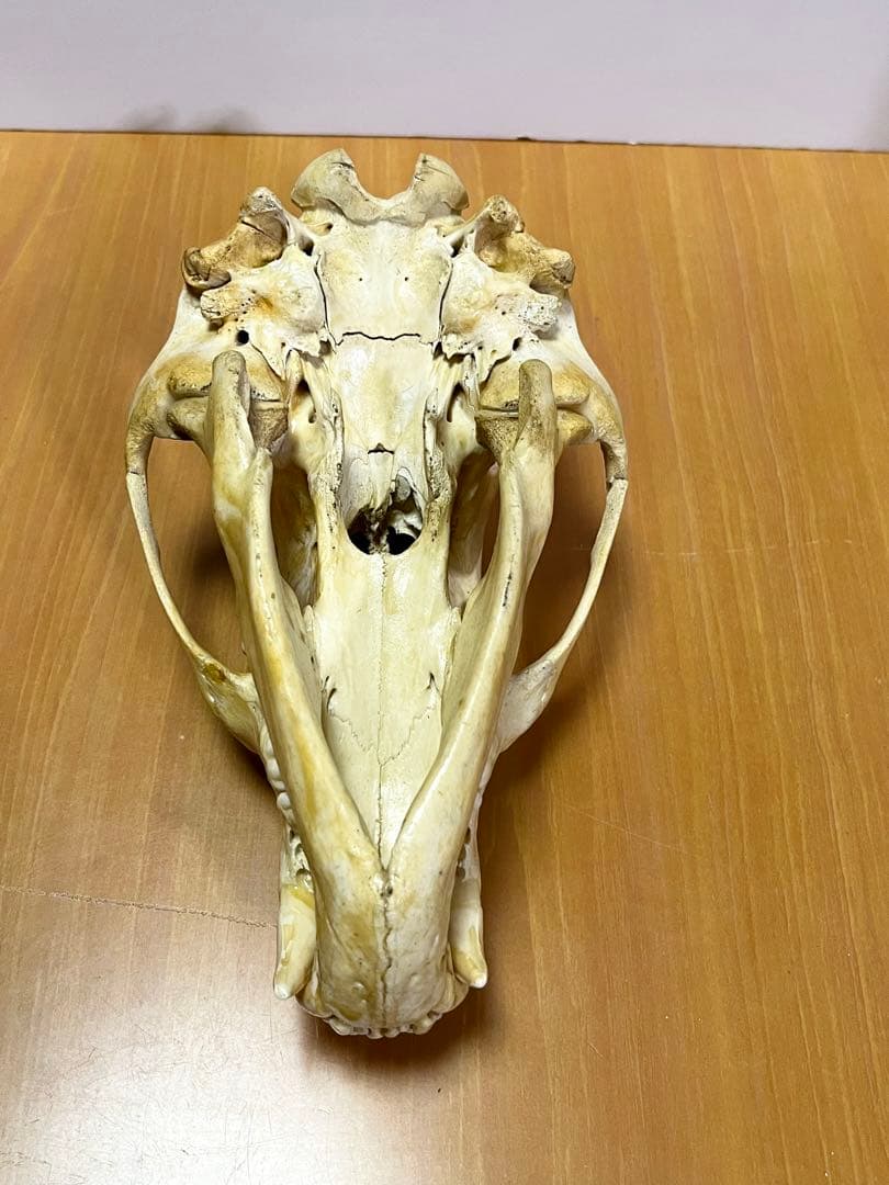 ☆ツキノワグマ 頭骨 頭蓋骨☆ 約24cm - メルカリ