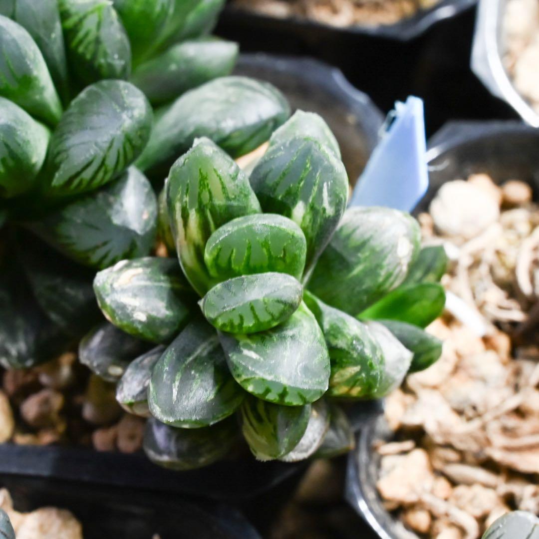 ハオルチア 黒葡萄錦 極上斑 - メルカリ