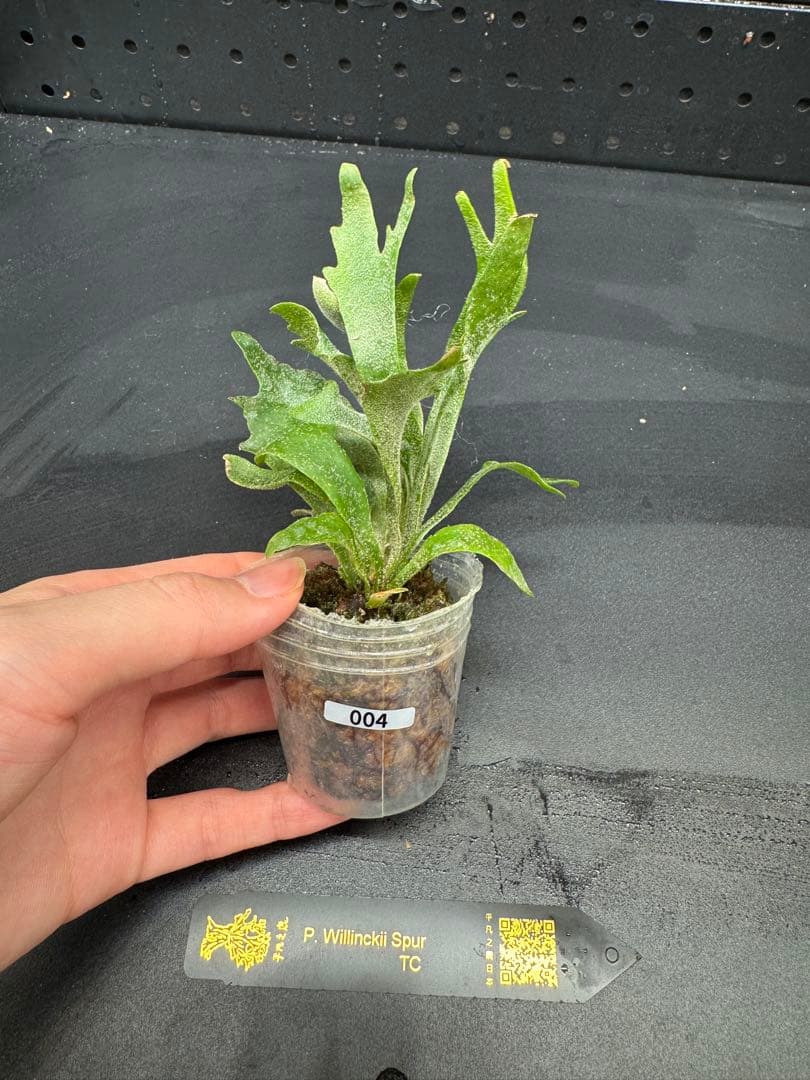 ビカクシダP. Willinckii Spur TC #004 - メルカリ