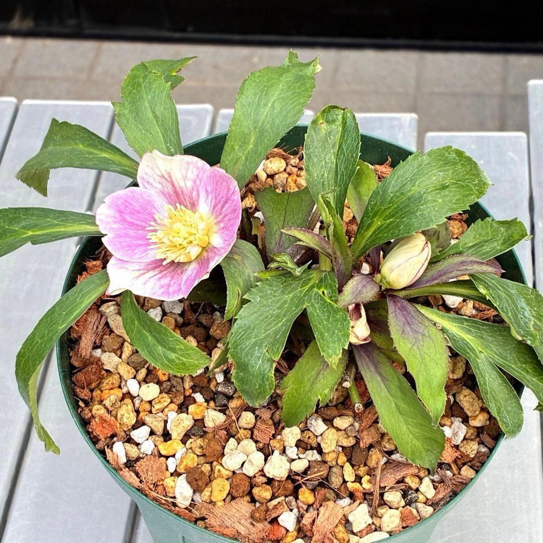 の*ん様 3493☘️蕾花タグ付き☘️超希少☘️筒型SD⭐️ポーセリン⭐️小輪⭐