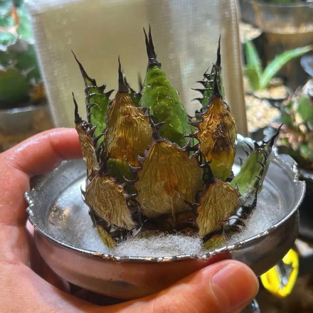 アガベ old horrida ホリダ 陽炎 ドワーフ 特選S級選抜 発根済み