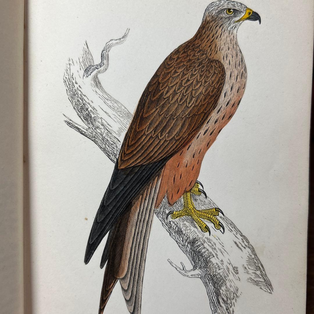 ア*リ様 ☆英国鳥類図鑑 モリス A History of British Bi - メルカリ