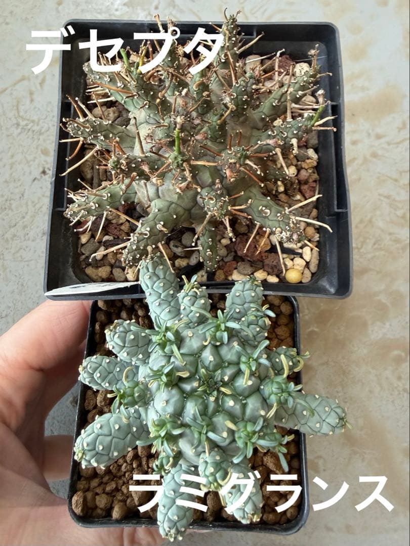 タコモノ ユーフォルビア ラミグランス 実生 - メルカリ