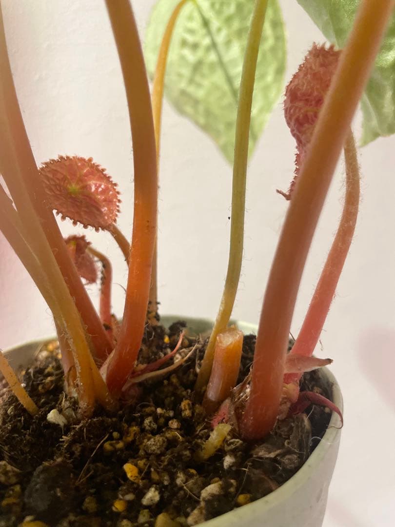 希少植物ベゴニア フートエンシス Begonia Phuthoensis 大苗