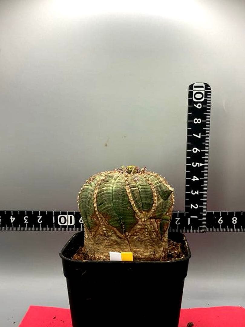 《3号WY》ユーフォルビア　オールド　オベサ　雌株