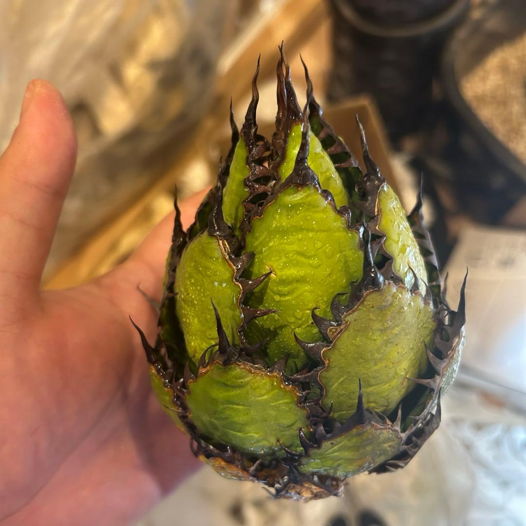 アガベ ホリダ 陽炎 S級選抜株 ボールタイプ ドワーフ 特価 オアハカ