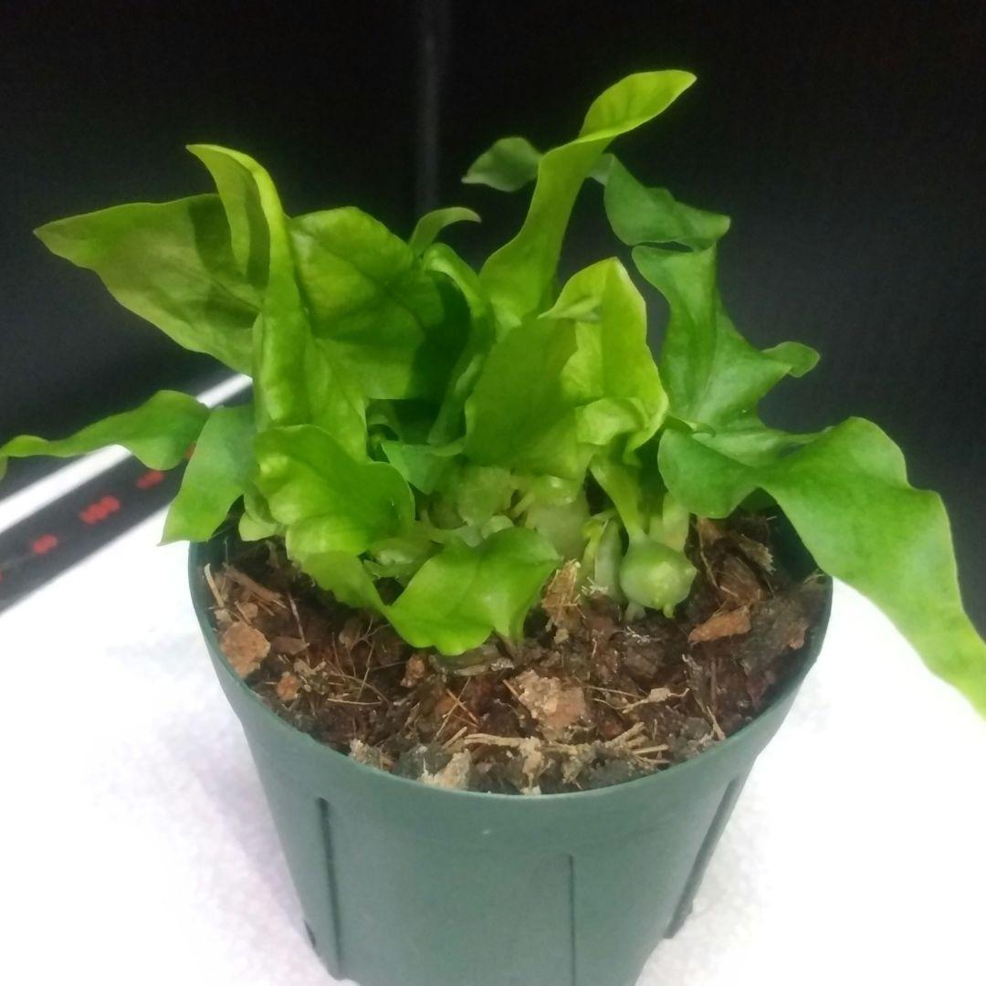 ① レカノプテリス バルゴイ ノーススラウェシ