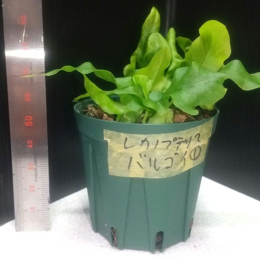 ① レカノプテリス バルゴイ ノーススラウェシ