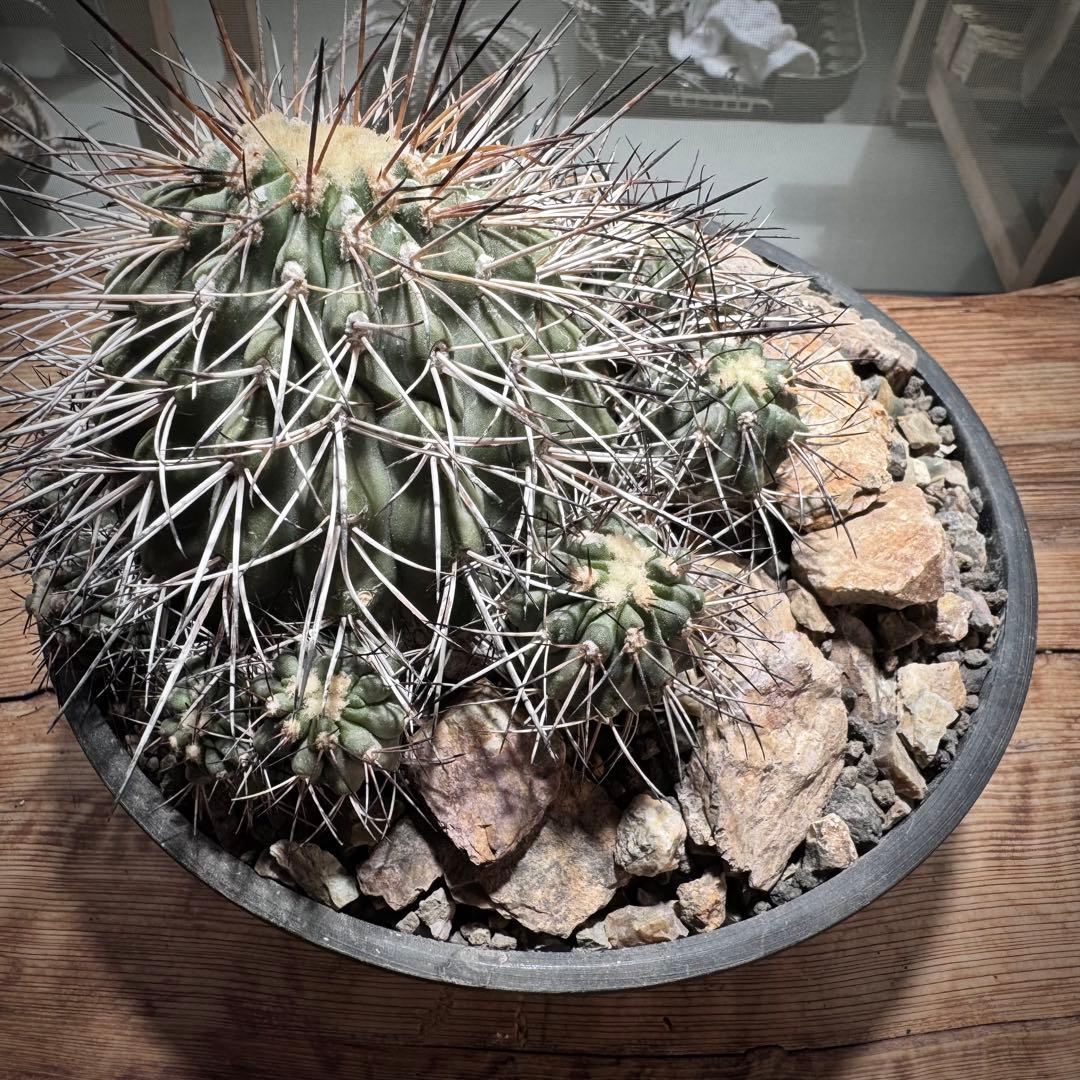 コピアポア デアルバータ 黒士冠 大群生古株 - メルカリ