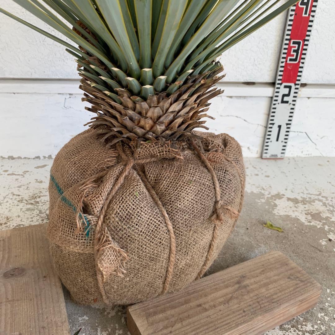 ユッカ ロストラータ 【耐寒性/ドライガーデン/ロックガーデン 】42