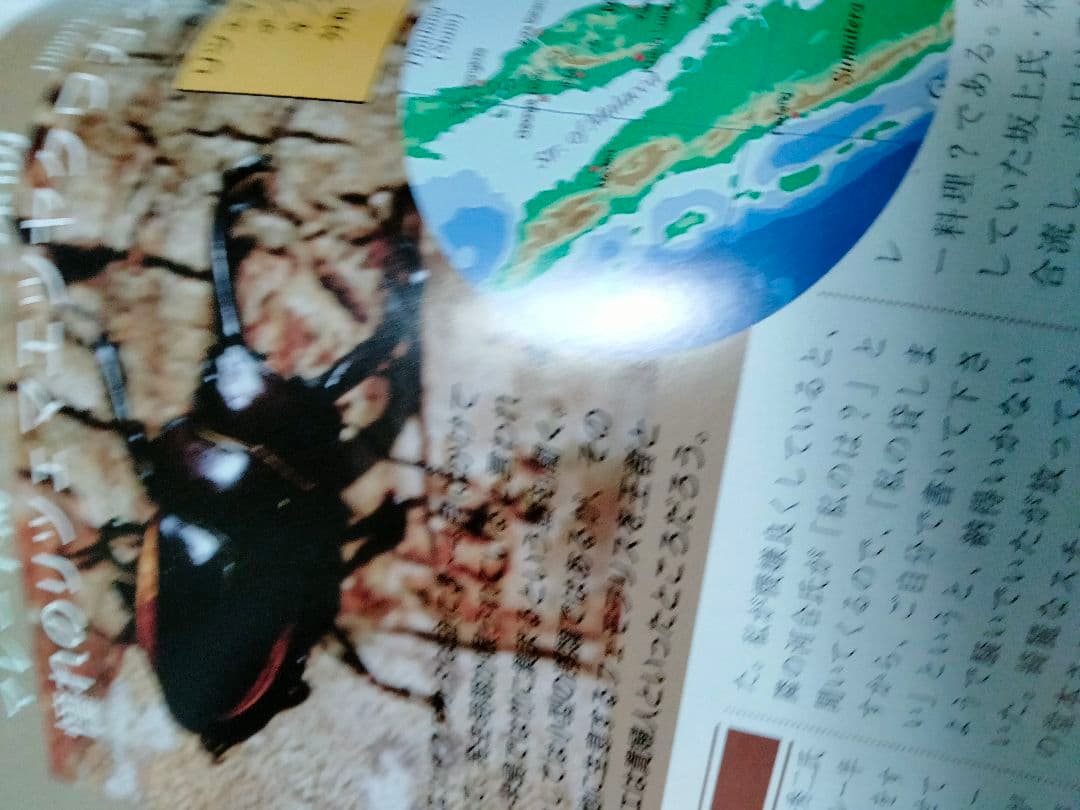 昆虫フィールド 2000 オオクワガタ ヘラクレス タガメ - メルカリ