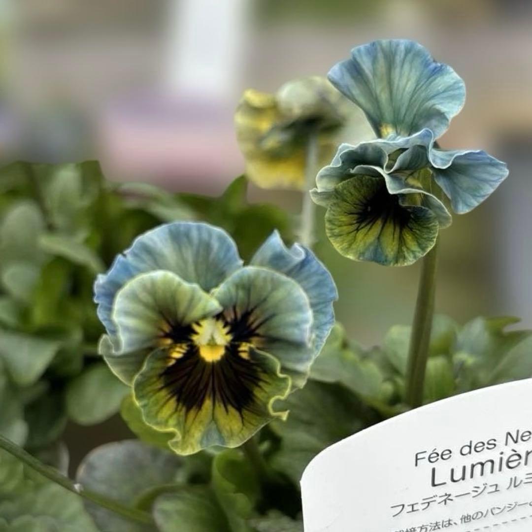 MIYABI様ご依頼品 計5苗 - メルカリ