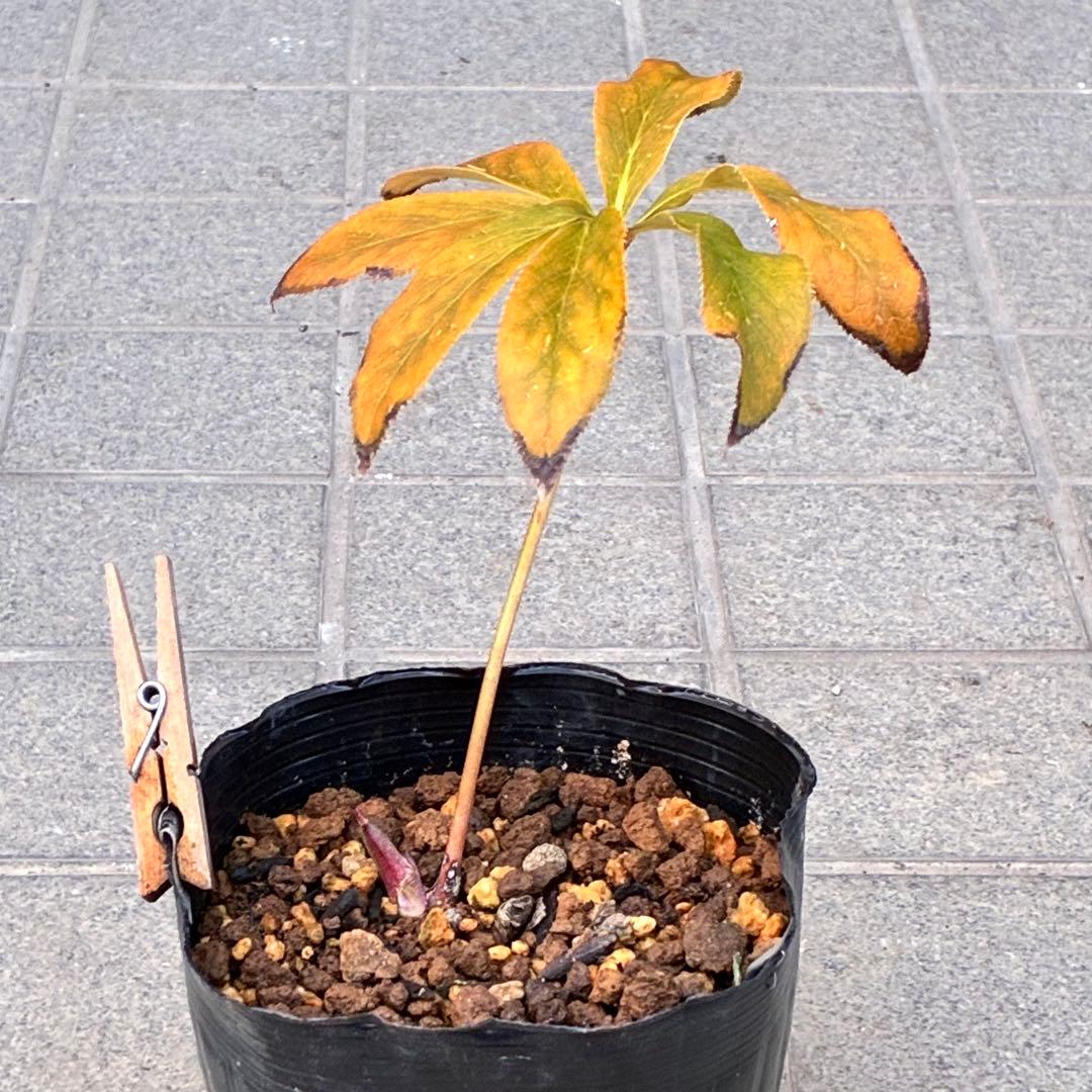 の*ん様 3319⭐️唯一無二⭐️超特殊⭐️白ブチ⭐️オーレア⭐️薄いフィルム的