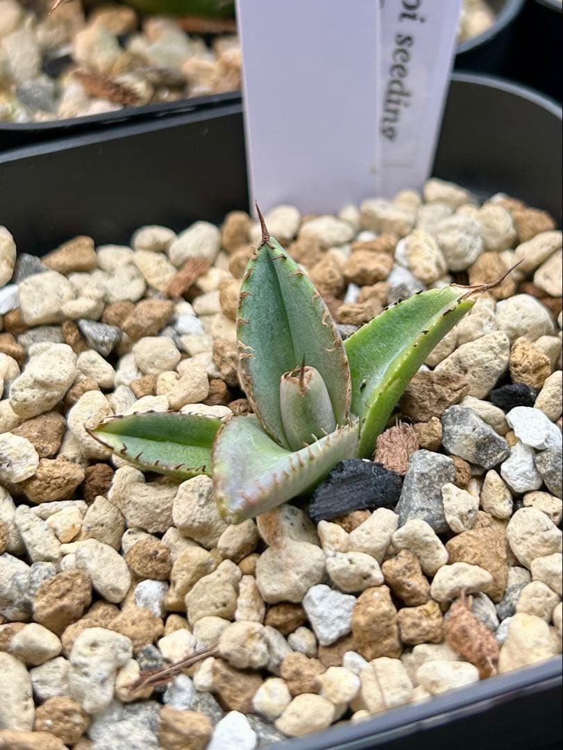 アガベ オテロイ 実生 選抜 子株 - メルカリ