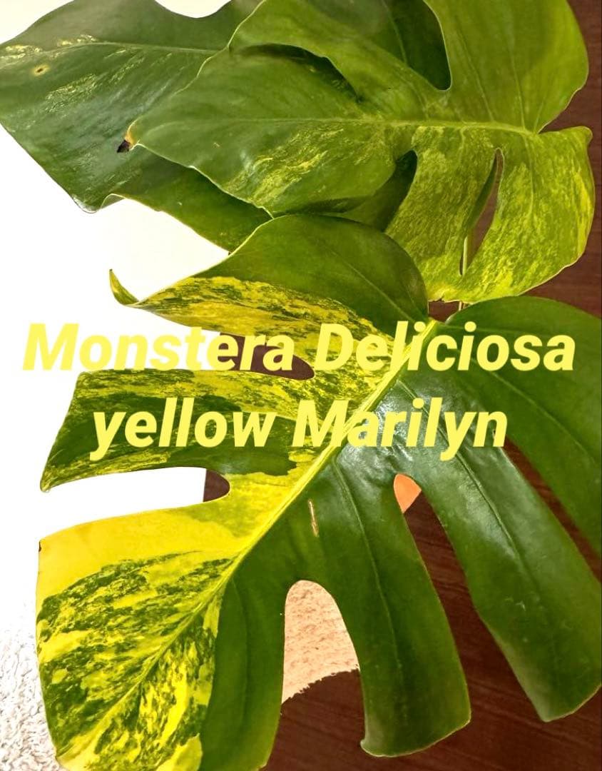 超希少】モンステラ デリシオーサ イエローマリリン 大株トップカット3