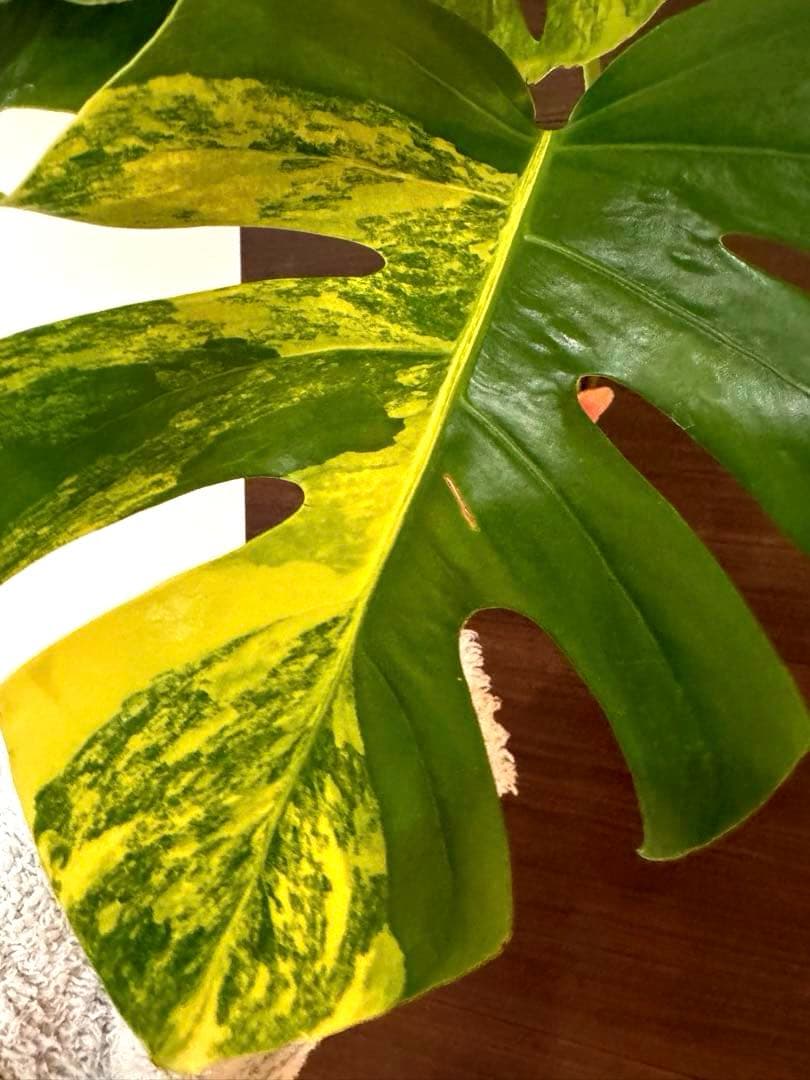 超希少】モンステラ デリシオーサ イエローマリリン 大株トップカット3