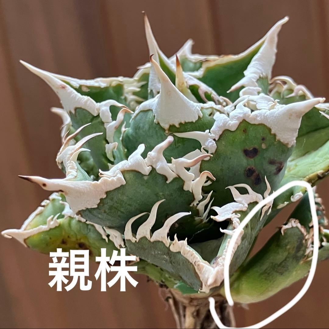 K*s様 【オークション】匿名配送　子株2株　アガべ　白豪刺　OC 脇芽【親株写
