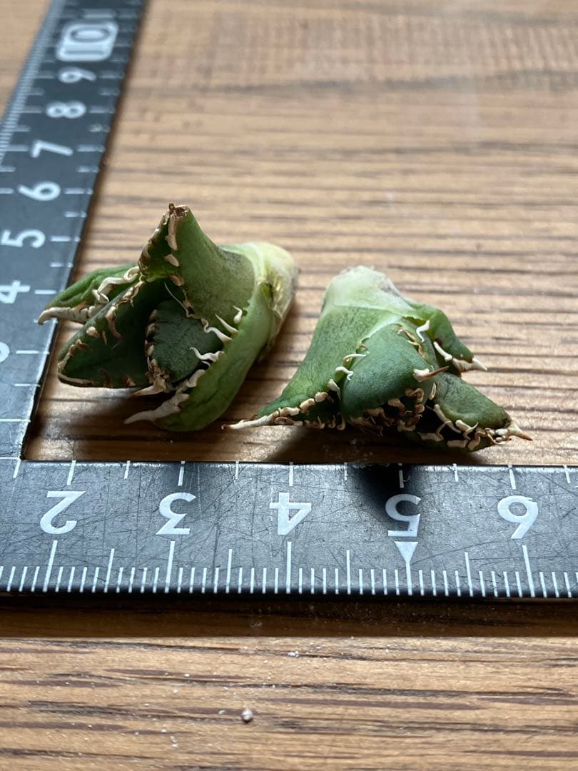 K*s様 【オークション】匿名配送　子株2株　アガべ　白豪刺　OC 脇芽【親株写