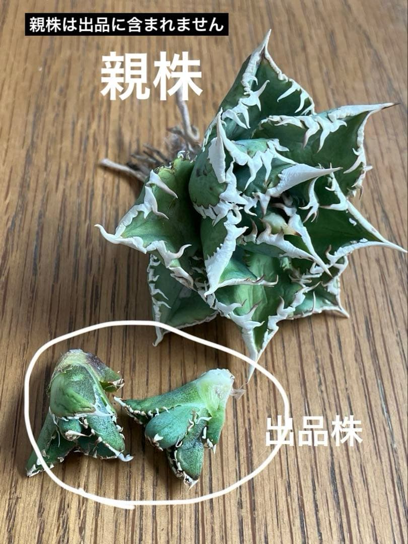 K*s様 【オークション】匿名配送　子株2株　アガべ　白豪刺　OC 脇芽【親株写