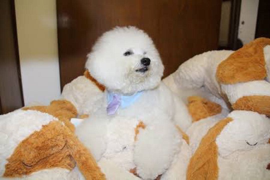 新品未開封】ニトリぶち犬タロー大谷翔平さん愛用【残り2体匹】 - メルカリ