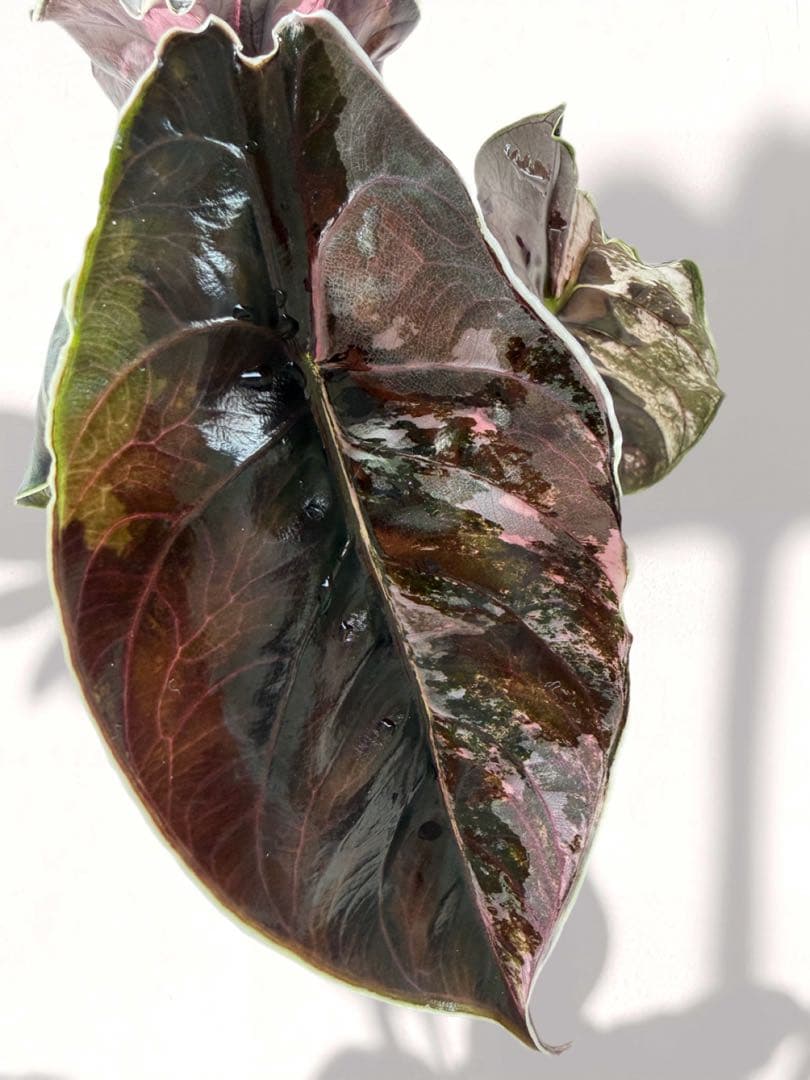 ラスト アロカシア アズラニー 斑入り 芋 ①番 - メルカリ