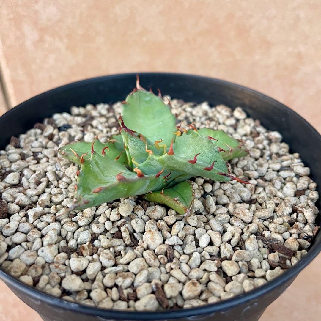 アガベ チタノタ×マルガリータ 希少種 【鉢ごと発送】 - メルカリ