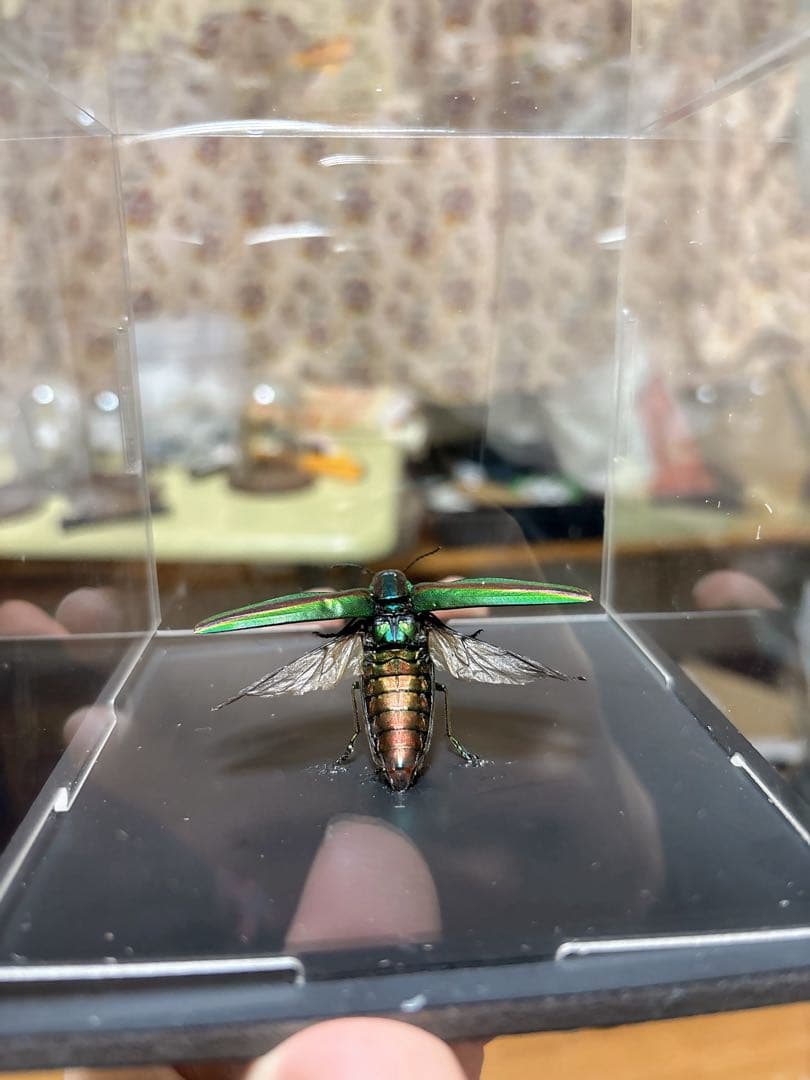 美しい昆虫標本 緑と金色 タマムシ - メルカリ