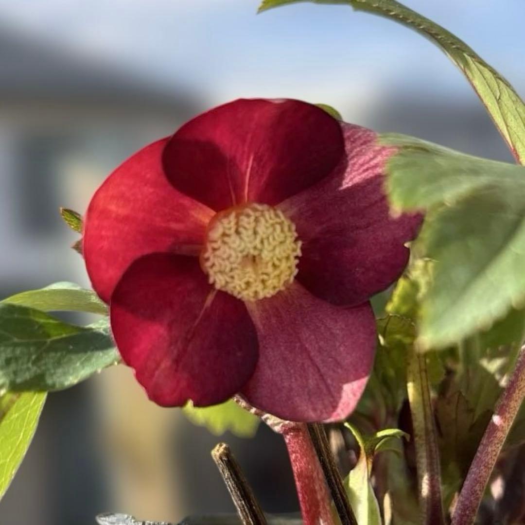 まい Maui Jim Okina GS587-02 / MJ0587S 001 Sunglasses - US