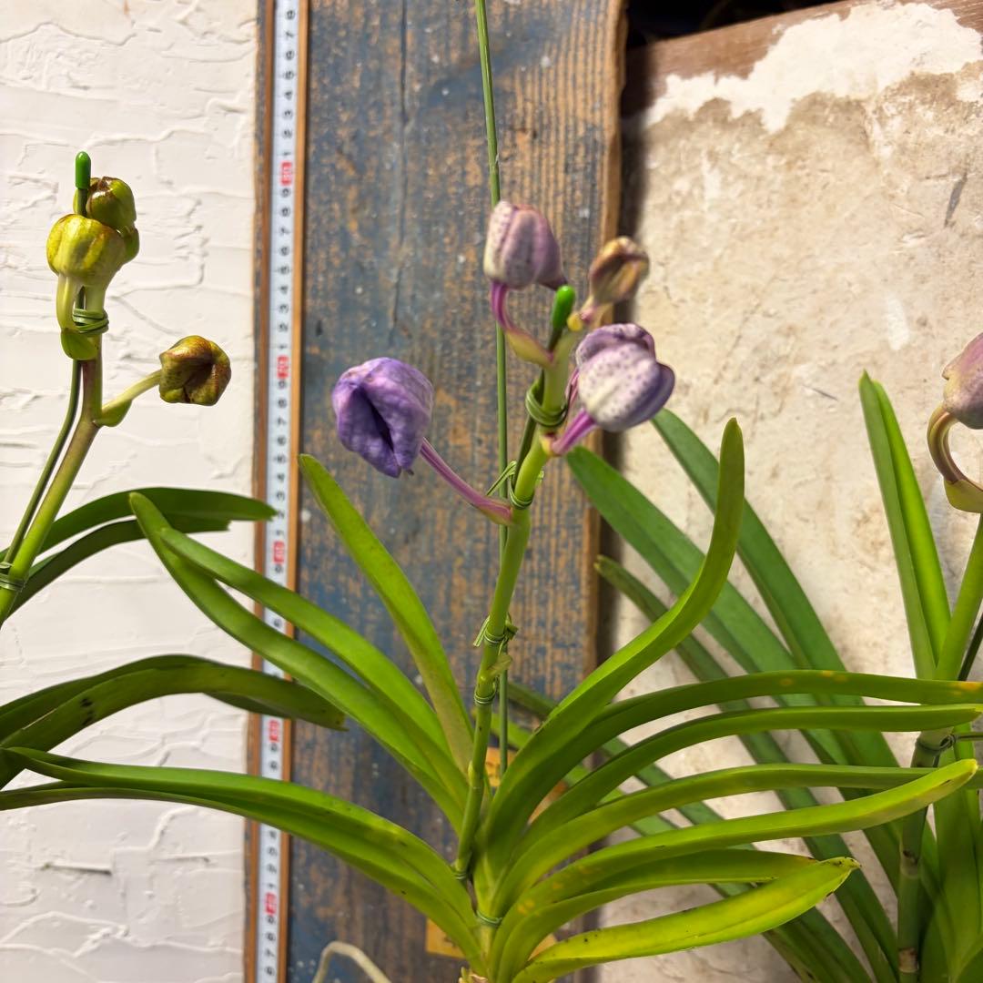 特選】 洋蘭 バンダ 4種4株 サンチャイゴールドスポット - メルカリ