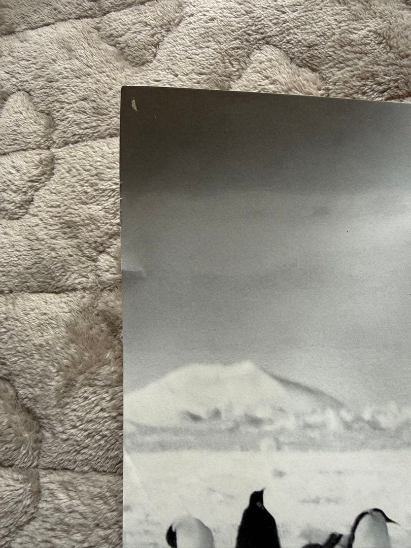 マキシマムザホルモン タワレコポスター B1サイズ 非売品 特大 - メルカリ