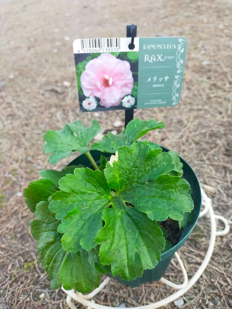 ラナンキュラスラックス イーシス - メルカリ