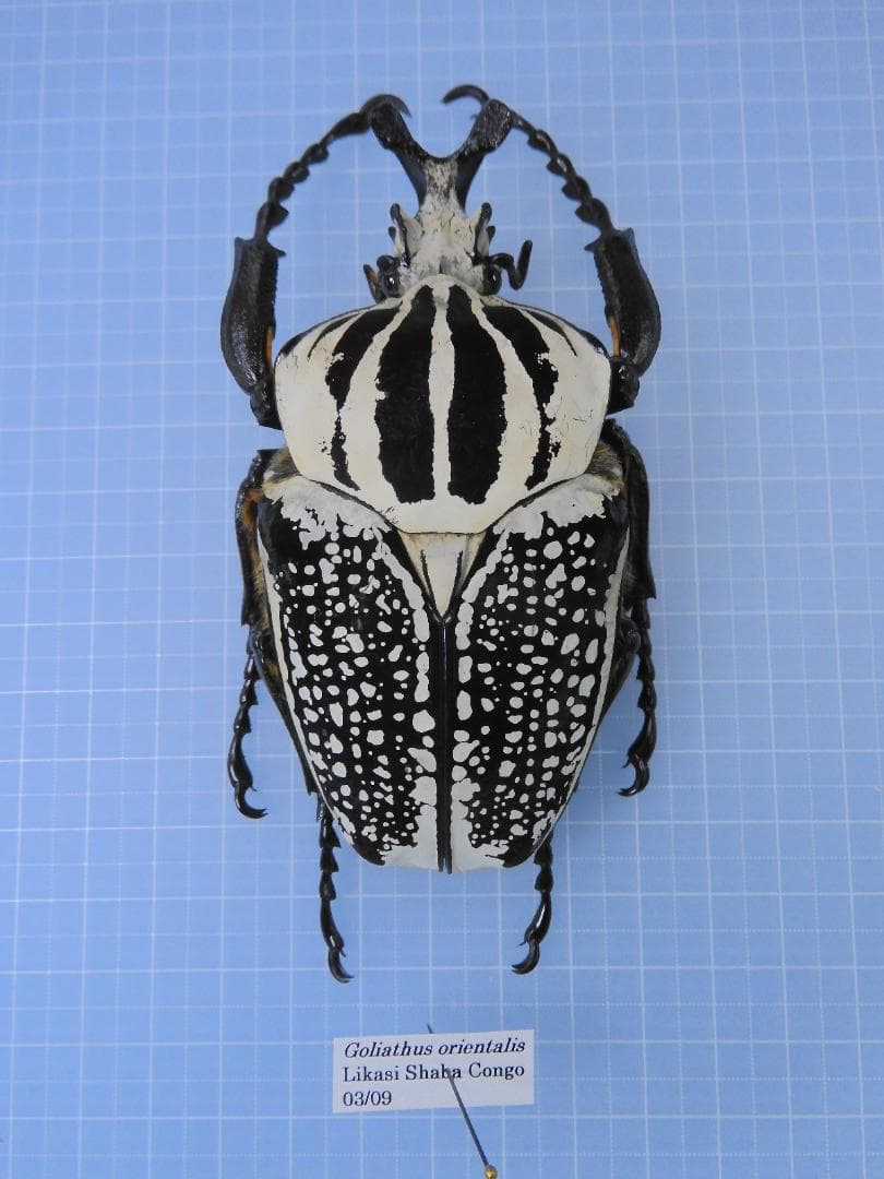 超特大　コンゴ産　シラフオオツノハナムグリ　99mm Amazon.co.jp: ゴライアスオオツノハナムグリ 4種 フルコンプ ガチャ