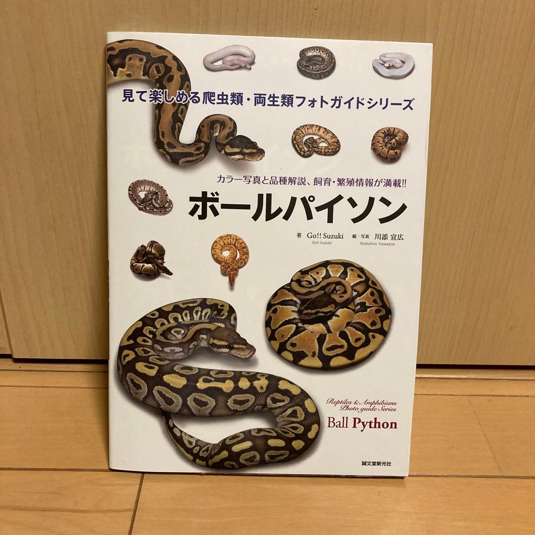 ボールパイソン = Ball Python : カラー写真と品種解説、飼育・繁