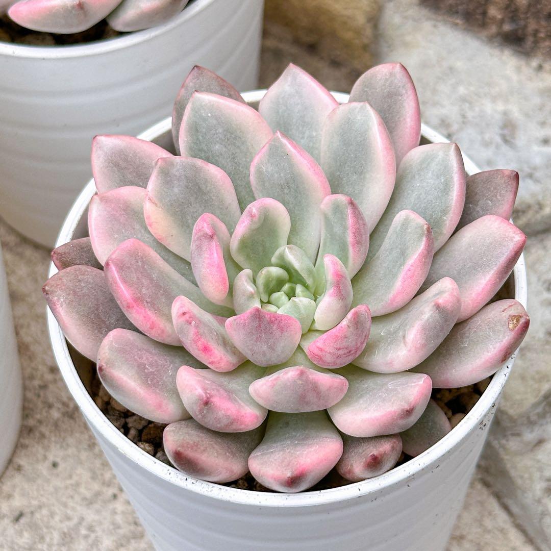 Top【選抜株】多肉植物 23567カーニバル 10個 鉢無し/脱土 Top【選抜株