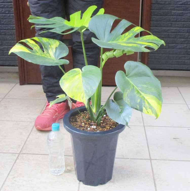 現品】モンステラ・デリシオサ・イエローマリリン 黄斑（オーレア斑