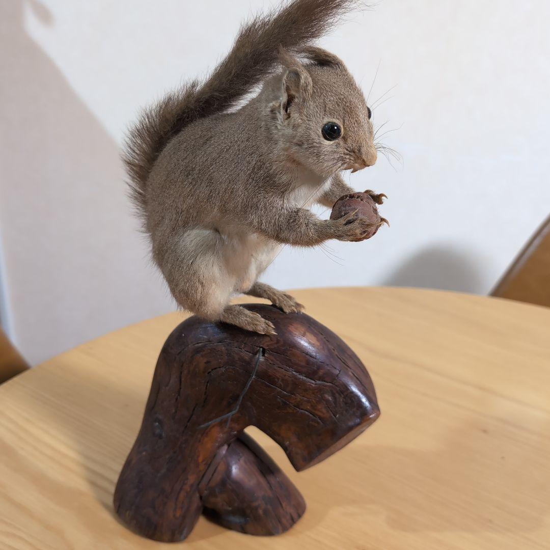 剥製 本物 リス - メルカリ