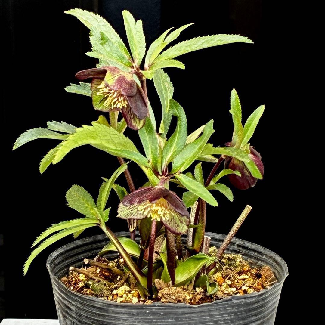 ま*ん様 3548☘️蕾花タグ付き☘️超希少☘️プチドール⭐️小輪⭐️凄ツヤ⭐️