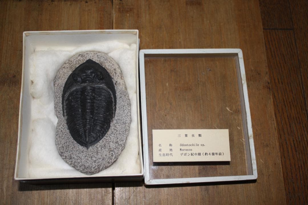 モロッコ産出　三葉虫　odontochi li sp（デボン紀中期）化石標本 立体的にクリーニングされた三葉虫、クロタロセファルスの化石